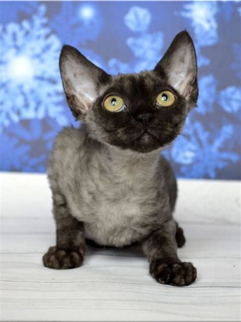 24 Ide Terkini Pics Of Black Devon Rex Kittens