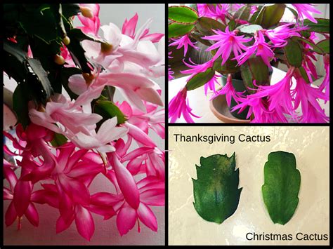 Christmas cacti are such beautiful plants when they flower, and we often hear that cuttings have leaves: Garden Thyme Blog - Learning to Garden in Maine - Maine ...