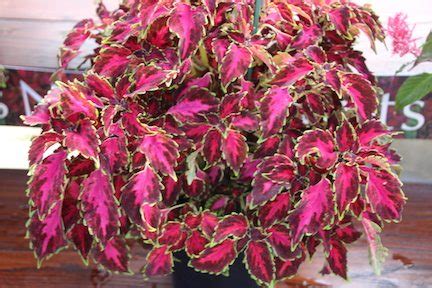 Sakatas PartyTime Ruby Punch Coleus Greenhouse Product News