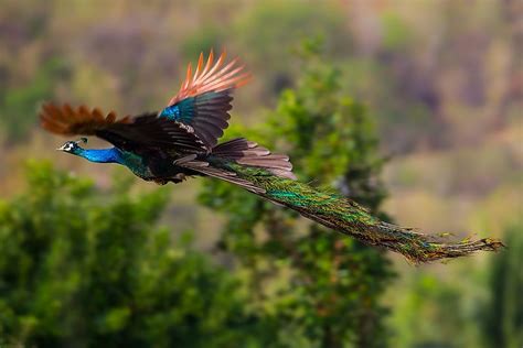 Can Peacocks Fly Worldatlas