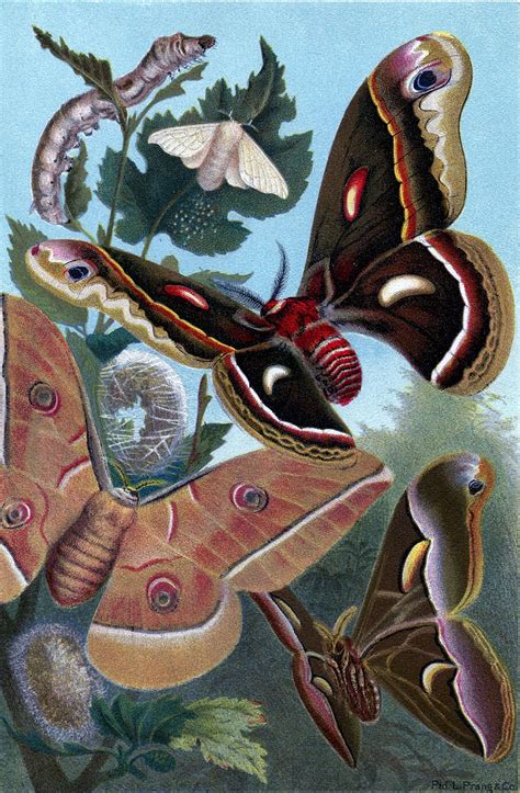 Instant Art Printable Natural History Moths The