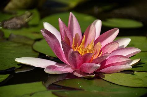 Beautiful Lily Pad Flower Photograph By Dave Sandt Fine Art America