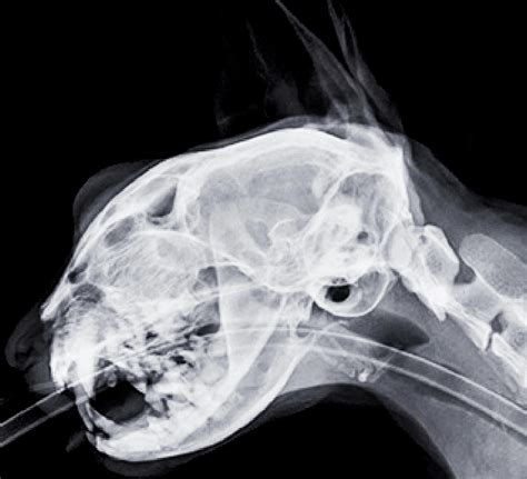 Cat Ultrasound Mri Xray And Radiology Animal Clinic Of Billings