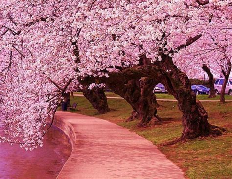 Cherry Blossoms In Japan From My Beautiful World Japanese Cherry