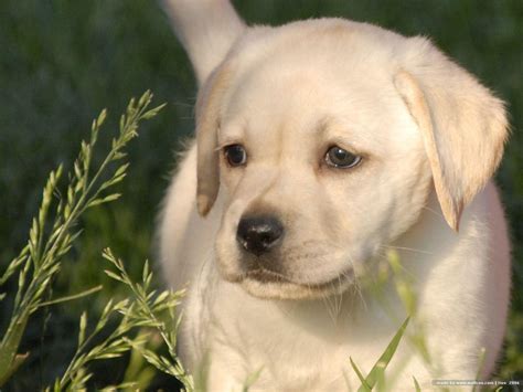 Yellow Lab Wallpapers Wallpaper Cave