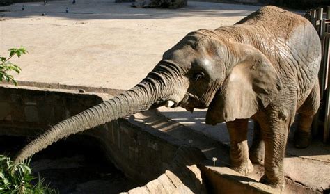 The Elephant’s Trunk And Its Uses Have Baffled Scientists And Public Alike