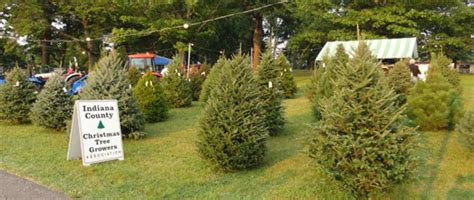 Musser Forest Inc Indiana County Christmas Tree Growers