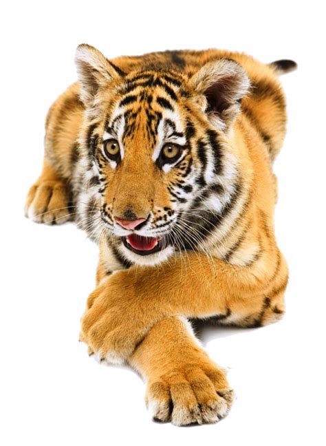 Siberian Tiger Png Pic Png Svg Clip Art For Web Download Clip Art