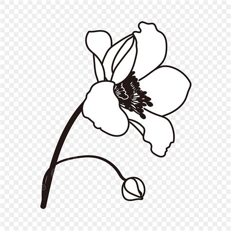 Flower Clipart Black And White Transparent Background And Other Clipart