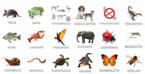 imagen relacionada animais vertebrados e invertebrados vertebrados e images and photos finder