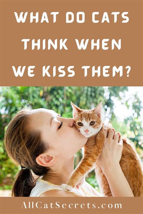 What Do Cats Think When We Kiss Them Cats Cat Care Kitten Care
