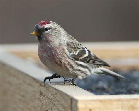 Common Redpoll Indiana Dunes State Park Nature Center Feed Flickr
