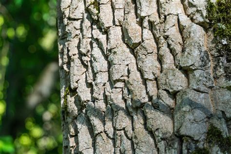 The Beauty Of Persimmon Tree Bark Characteristics And Uses Minneopa