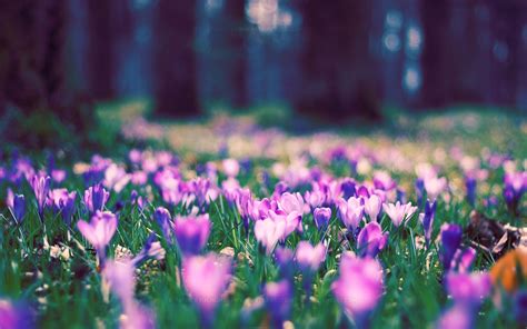 Spring Flower Park Hd Wallpaper