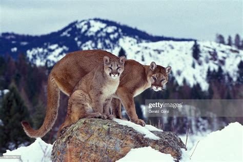 Cougar Also Known As Puma Mountain Lion Mountain Cat Catamount Or