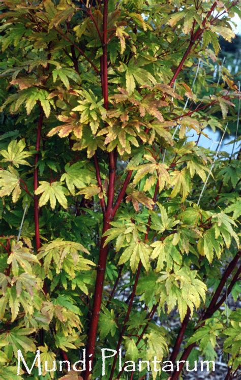 Acer Palmatum Waka Momiji Mundi Plantarum