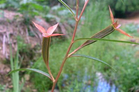 Ludwigia Lonolia