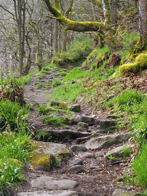 Winding Rocky Forest Pathway Leading Up A Steep Hill With Overhanging