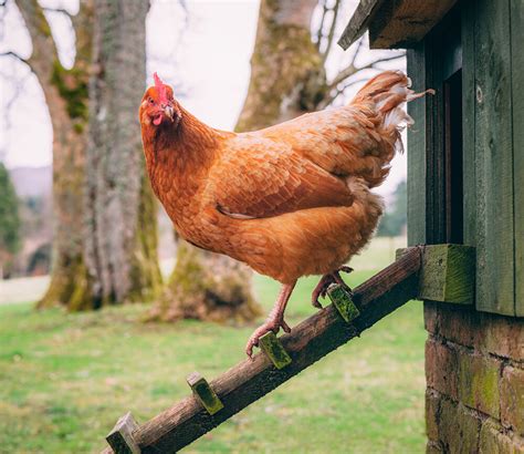 Healthy Poultry — Hilltop Farms