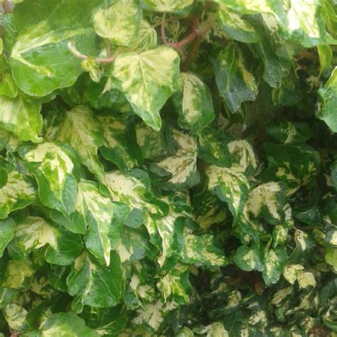 Hedera Helix Golden Jytte Variegated Ivy Golden Jytte In