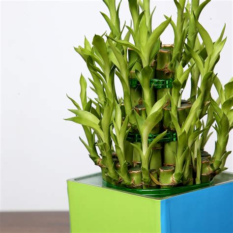 These gift ideas will inspire you to get creative, or funny, with your gifting. Online 3 Layer Bamboo Plant For Birthday Gift Delivery in ...