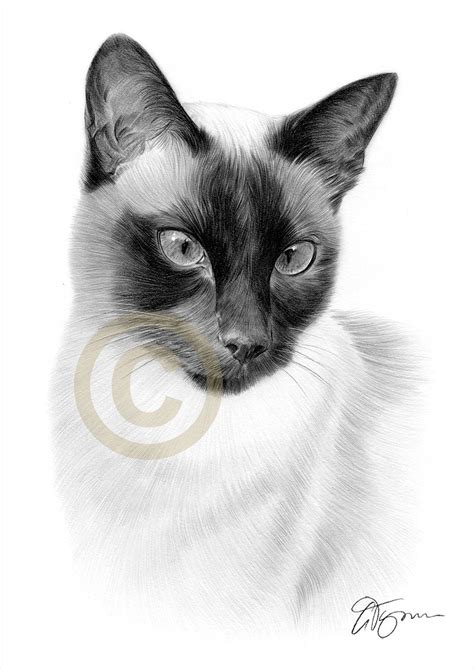 Pencil Drawing Of A Siamese Cat By Artist Gary Tymon Animal Sketches