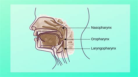Pharynx Definition Anatomy Functions And Diagram Zohal