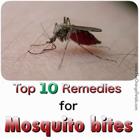 top 10 remedies for mosquito bites
