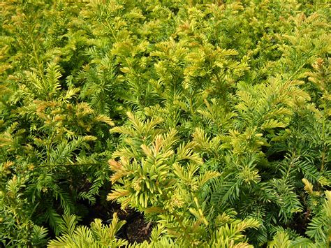 Buy Golden Yew Hedge Plants Golden Yew Hedging Taxus Media Tymon