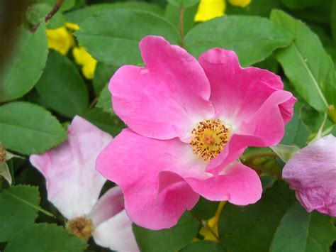 Wild Rose Frô Pinterest Flowers