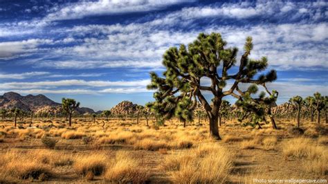 Interesting Facts About Joshua Tree National Park Just Fun Facts