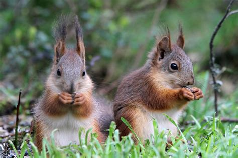Baby Red Squirrels Stephen Davis Flickr
