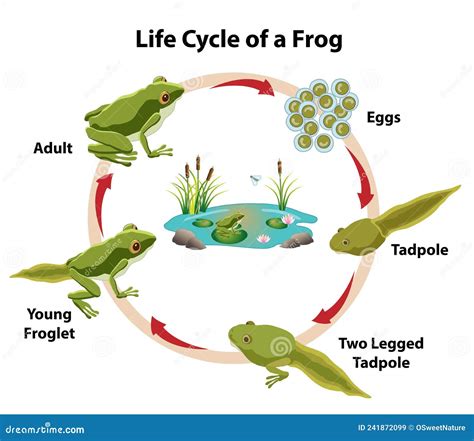Life Cycle Of A Frog Stock Vector Illustration Of Skin 241872099