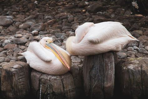 Baby Pelican All You Need To Know Facts 2022 Bird Nature