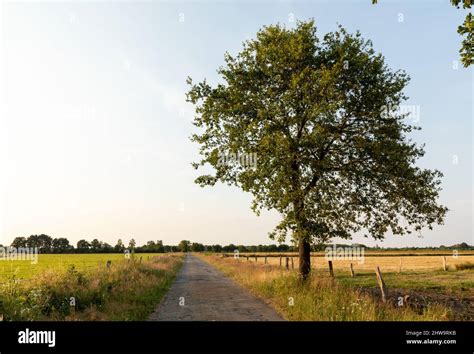 Lone Tree Beside A Dirt Path Through Field In The Countryside Stock