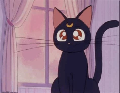 Pin By Mtv On Kit Cats Sailor Moon Cat Sailor Moon