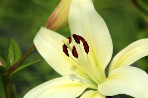 Gambar Bunga Bakung Lily Gambar Bunga