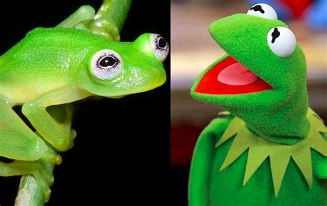 This Is Not A Drill Kermit The Frog Is Real New Species Earth