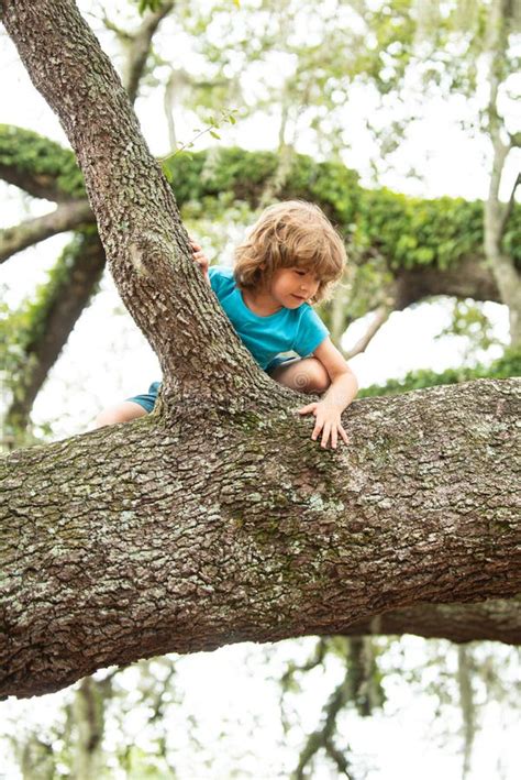 Child In Forest Climb Up Trees In Countryside Cute Kids Boy Climbing