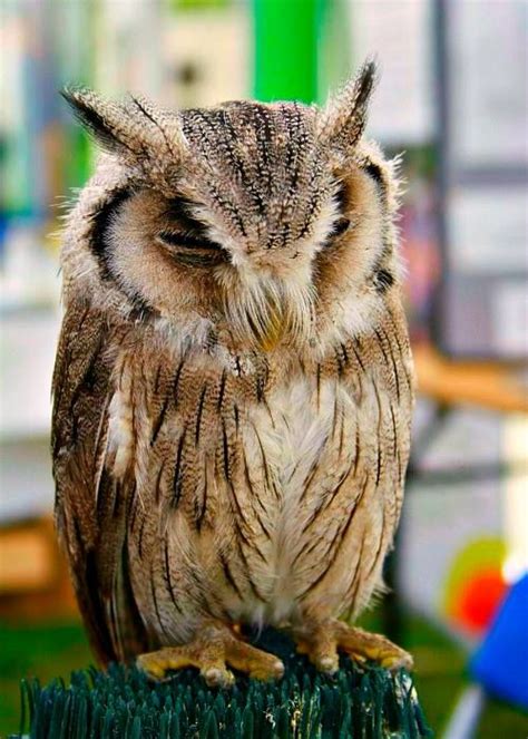 Peaceful Sleep Owl Beautiful Owl Animals Beautiful