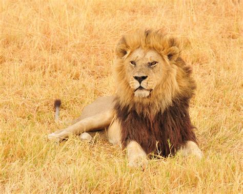 Picture This Safari Majestic Male Lions Of Kwara