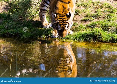 A Siberian Tiger Is Drinking Water Royalty Free Stock Photo