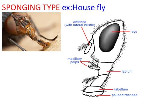 Insect Mouthpart And Its Modifications