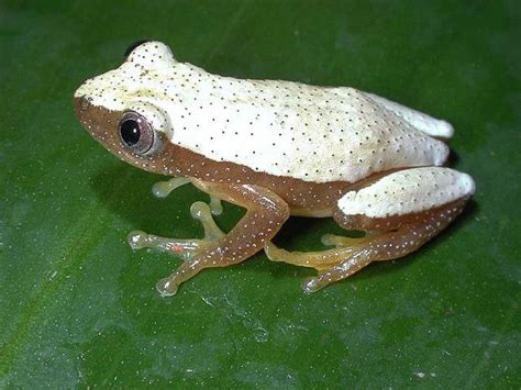 Fornasinis Spiny Reed Frog Afrixalus Fornasini African Frog