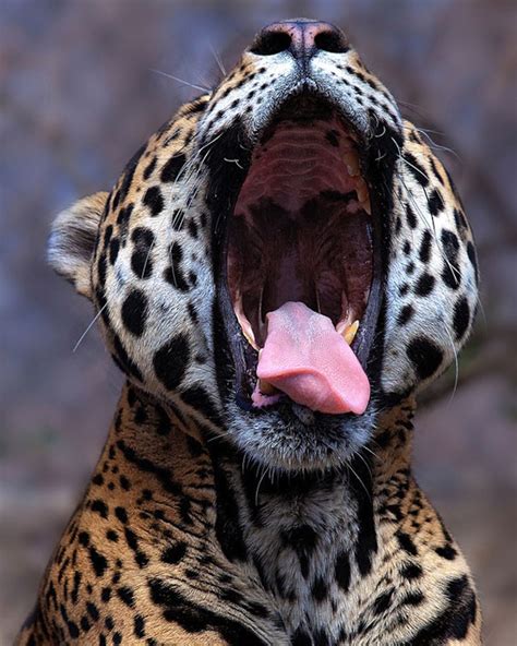Coolinfolab Funny Yawning Animals