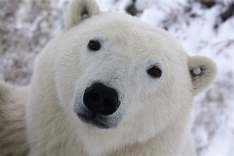 Churchill Polar Bear Day Tours From Winnipeg Heartland