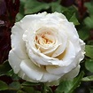 GardenersDream® 60th Diamond Wedding Anniversary Rose Gift Friend ...
