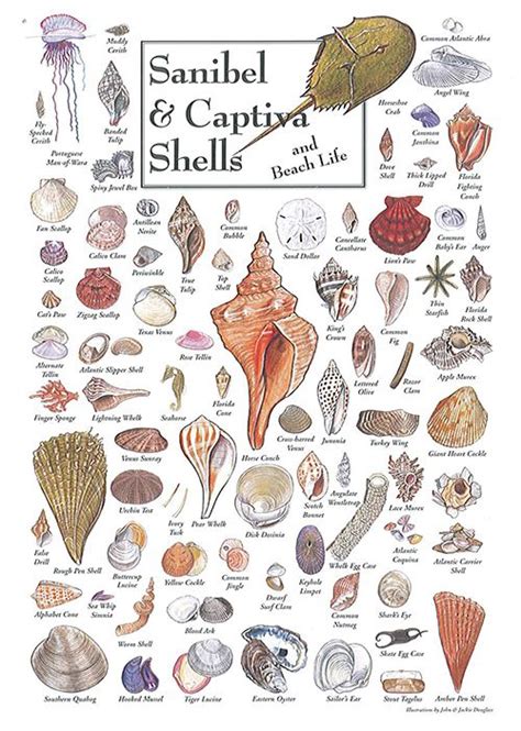 See These 7 Seashells By The Seashore In Sanibel And Captiva All Star