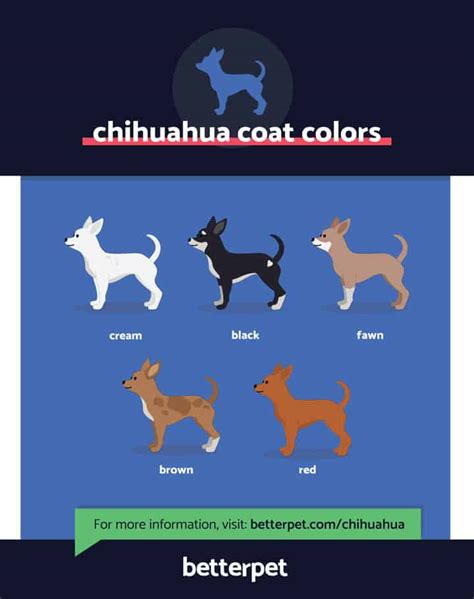 Chihuahua Dog Breed Characteristics Care And Pictures