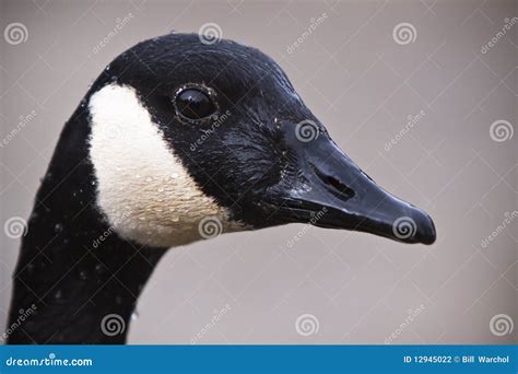 Canada Goose Close Up Portrait Stock Photo Image Of Feather Floats